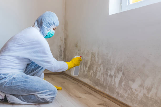 Licensed Mold Testing service in Beulah, MI - WQB Mold Removal