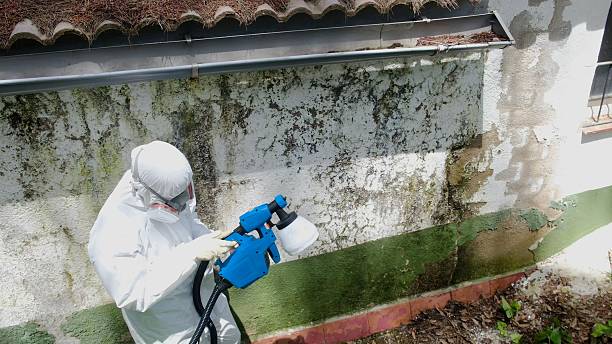 Top rated local Mold Testing specialists in Beulah, MI